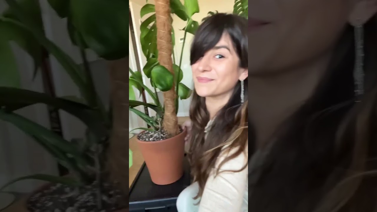 Transplante y tutor de Monstera #monstera #transplant #plantcaretips #plantlover