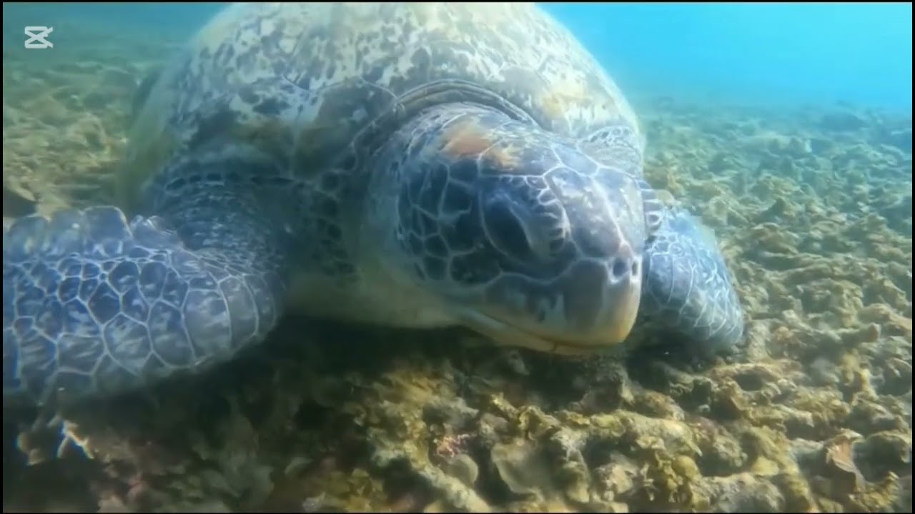Getting close to a giant turtle Seminyak Bali Indonesia 🇮🇩 #turtle #indonesia #bali
