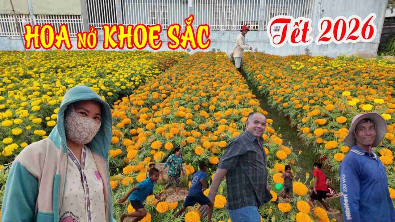 🌾👉 Về Liêu Tú Mùa Tết: Lúa Bội Thu, Hoa Kiểng Khoe Sắc Rực Rỡ SÓC TRĂNG QUÊ HƯƠNG TÔI