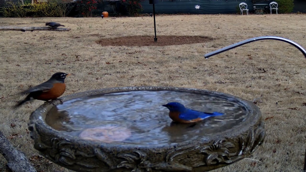 LIVE STREAM 🔴 Saturday {North Georgia} Rotating Bird & Nature Cams 🐿️ 🦋🐦 Spotting the Locals ✨#asmr
