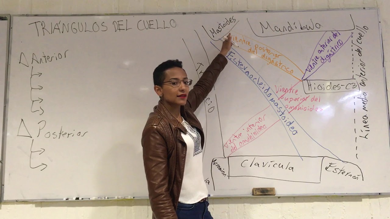 Triángulos del cuello