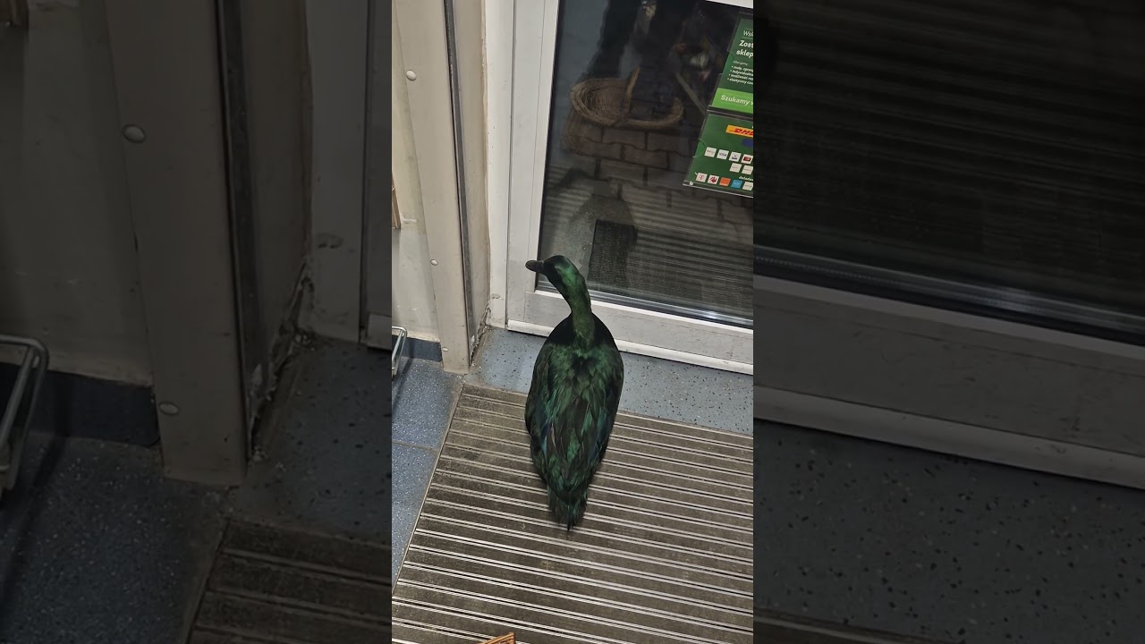 Kaczor Jerry wyskakuje z koszyka w Żabce 😁🦆😂 #kaczor #kaczka #zwierzęta #żabka #śmieszne #zwierzaki