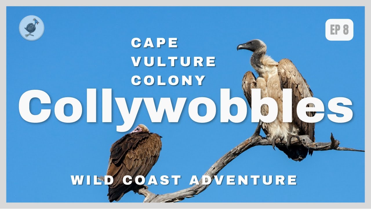 MPSA Wild Coast Adventure Tour - EP8 - Collywobbles Vulture Colony 🦅