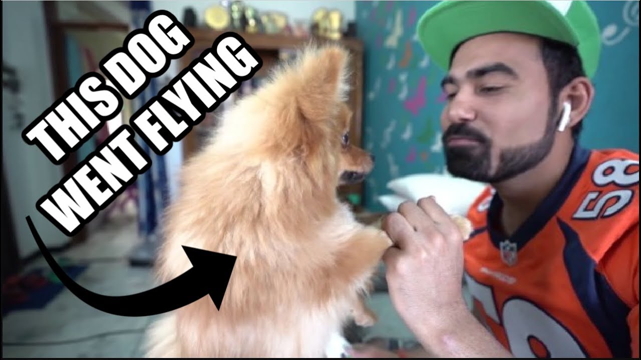 Indian Youtuber Tied His Dog To Helium Ballons For A Youtube Video