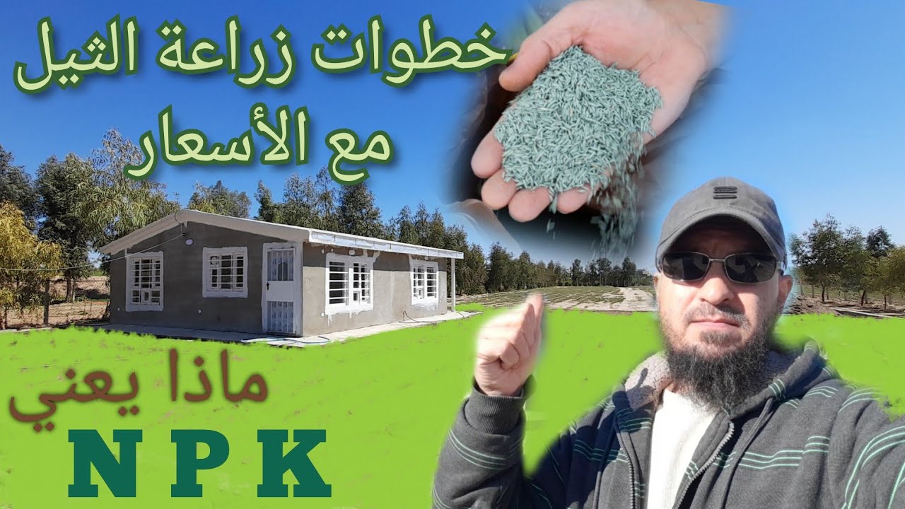 (20) زراعة عشب الحديقة، الثيل . نوع البذور والأسعار  و خطوات العمل.