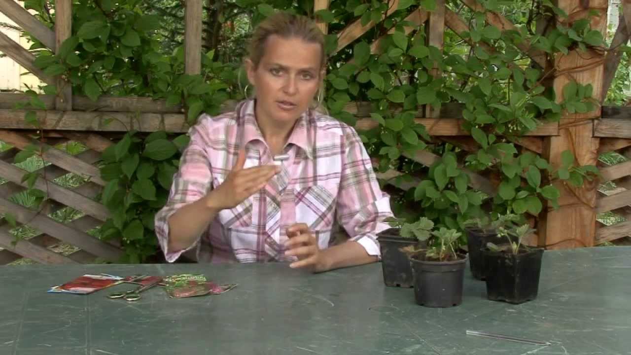 1_Посадочный материал клубники. ВСЕ О ВЫРАЩИВАНИИ КЛУБНИКИ. Часть 1.