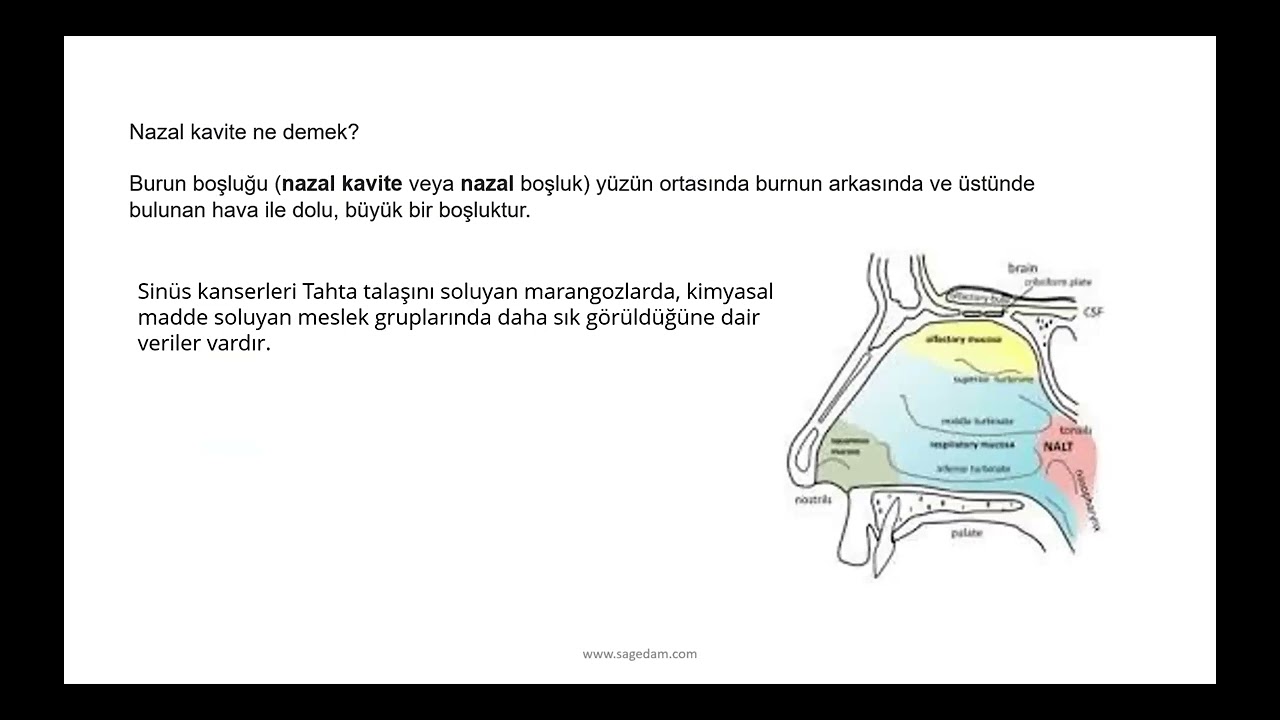 İşyeri Hekimi ve DSP Sınav Hazırlık-Güncel 2024