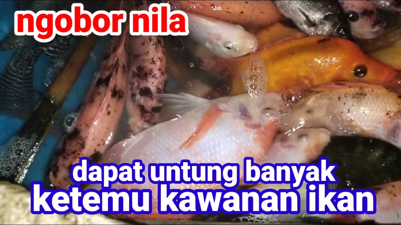 Ngobor nila dapat untung banyak ketemu kawanan ikan