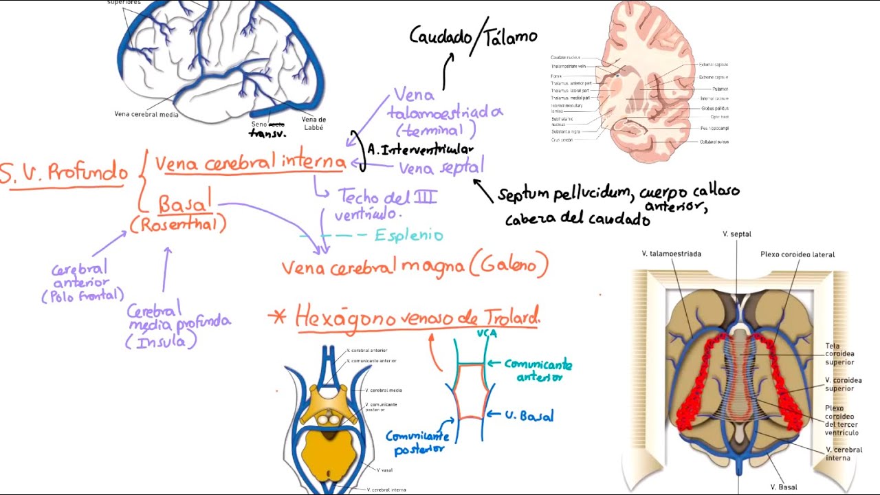 Neuroanatomía: Drenaje venoso del SNC.