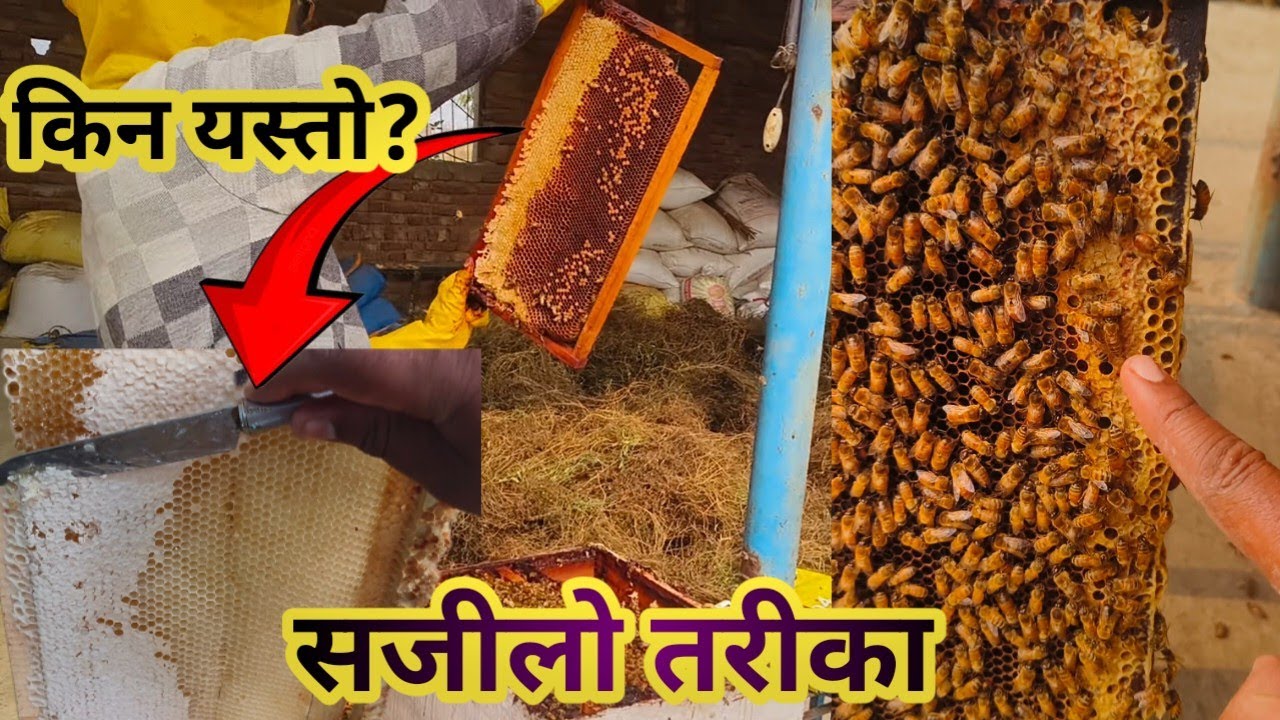 मौरीको मह यसरी निकालिन्छ है 🐝 Bee farming in Nepal||Honey harvesting