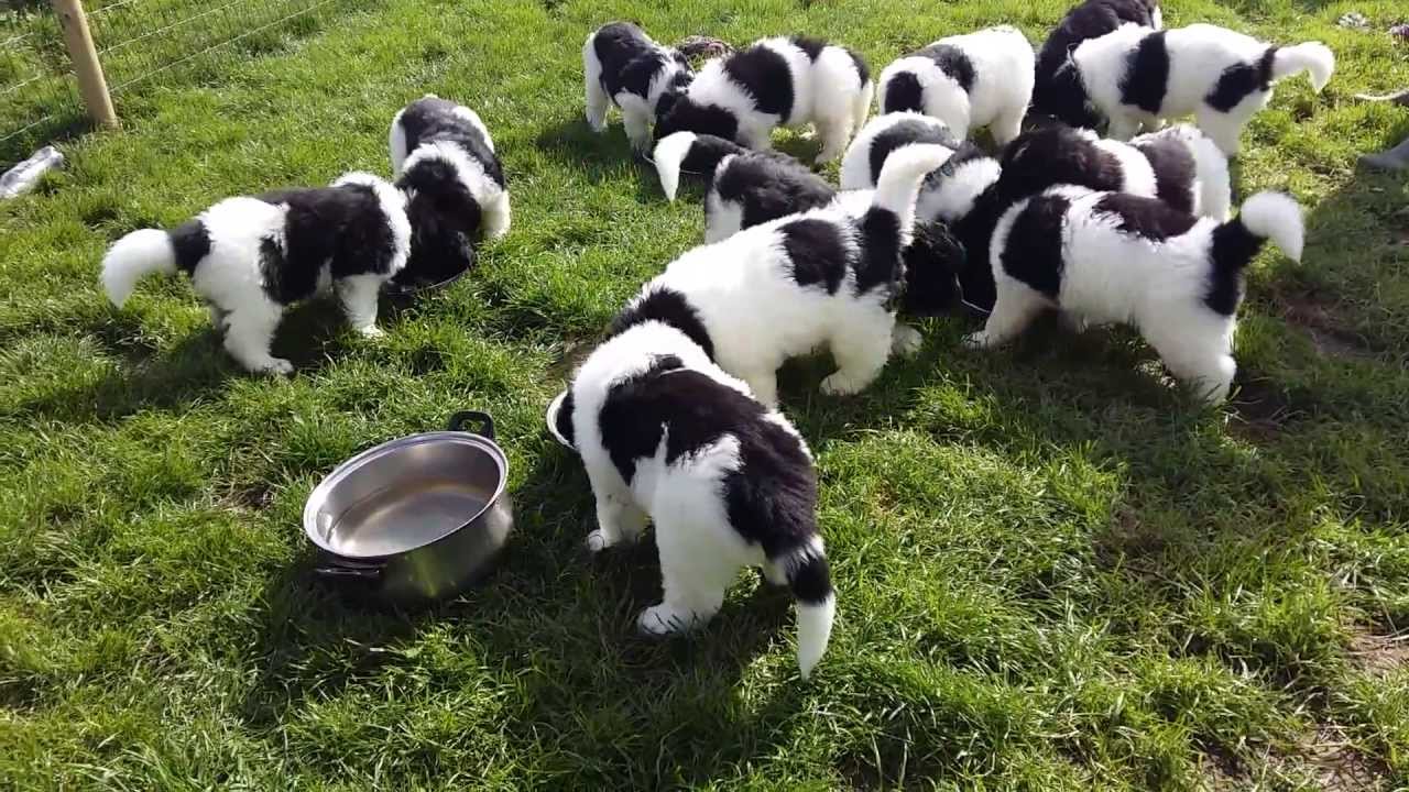Landseer Newfoundland puppies. 6 weeks old.