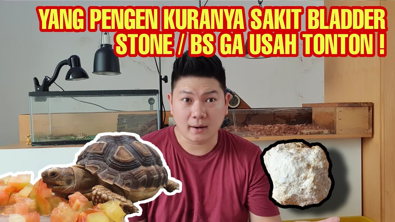 PENYAKIT BLADDER STONE (BS) | MOCCACHINO FIGHT FOR BS