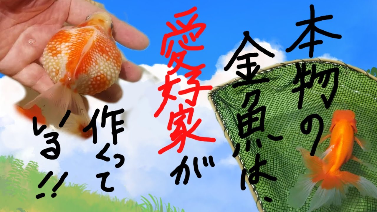【金魚の大先輩!しらかわ金魚さんのお宅に訪問させていただきました！】～凄すぎてヤバいんです!～