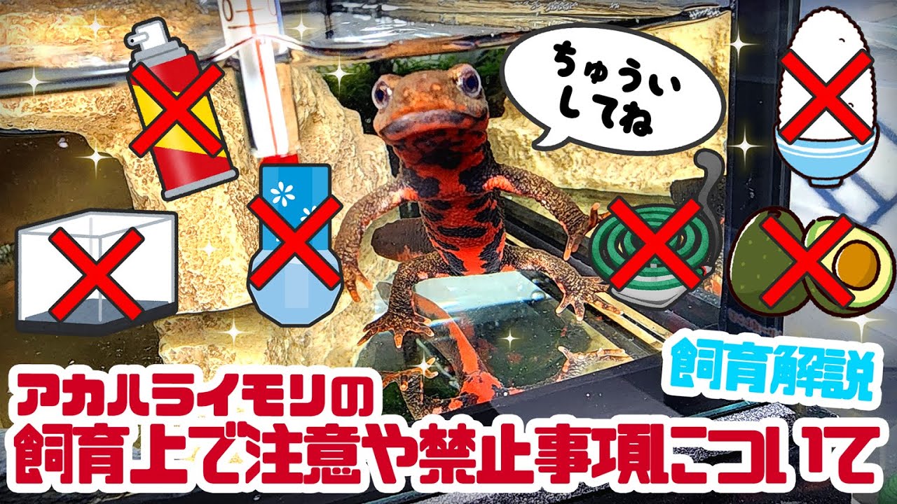 【イモリ飼育解説】イモリの飼育上での禁止事項や注意点について #ゆっくりアカハライモリ日記 142