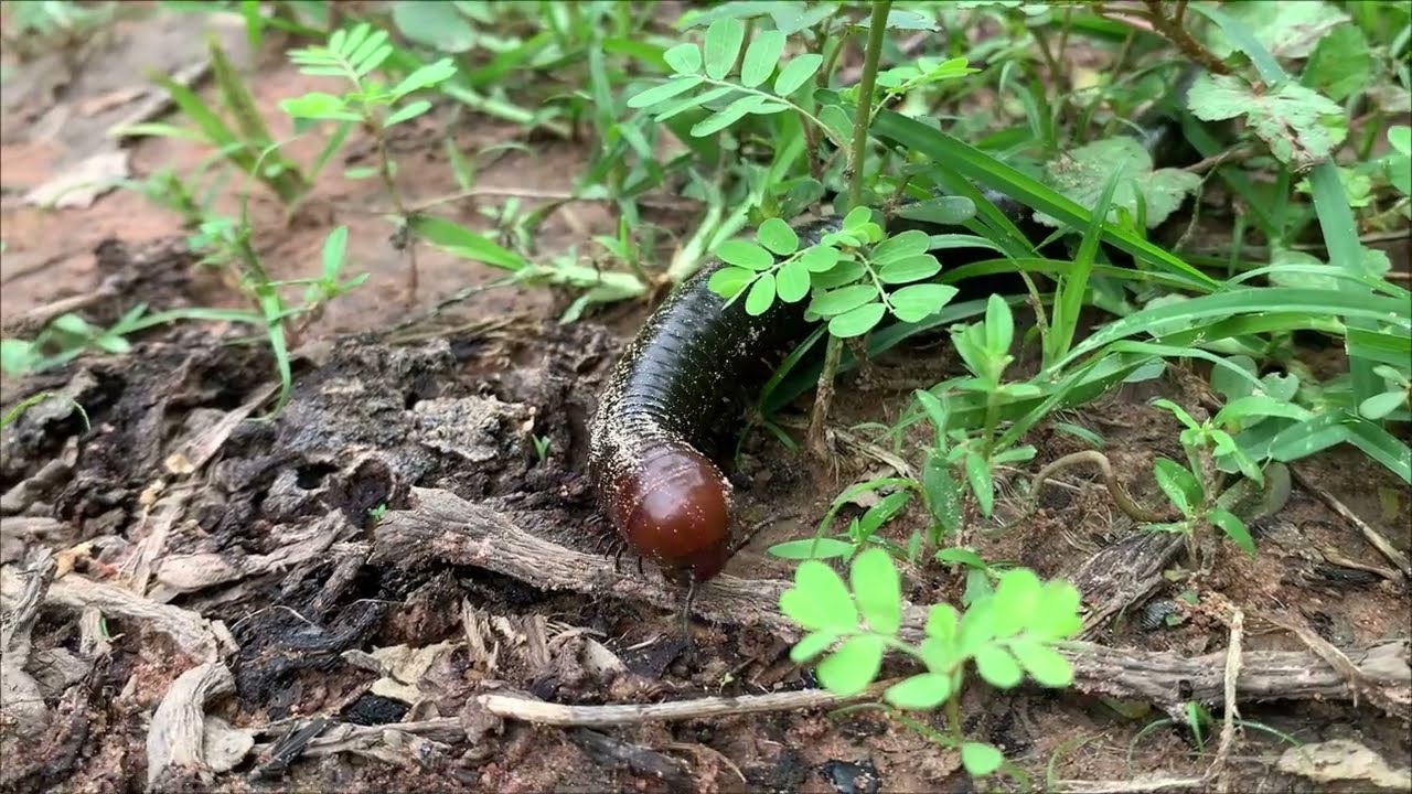 Catch Giant Millipede, Red Spotted Millipede, Scorpion, and More Insects in Soil