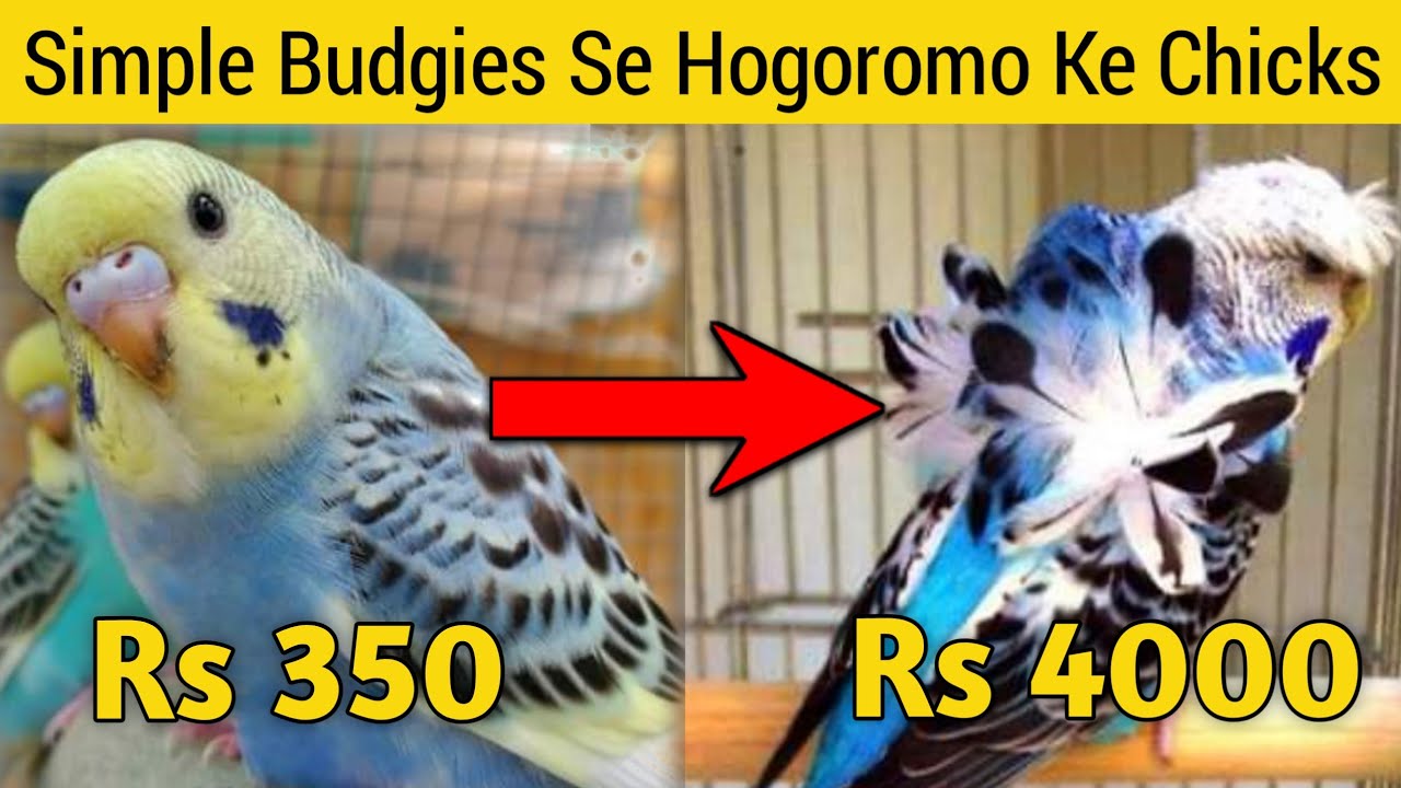 How to produce hogoromo budgies | Simple budgies se hogoromo budgies banane ka tarika | hogoromo