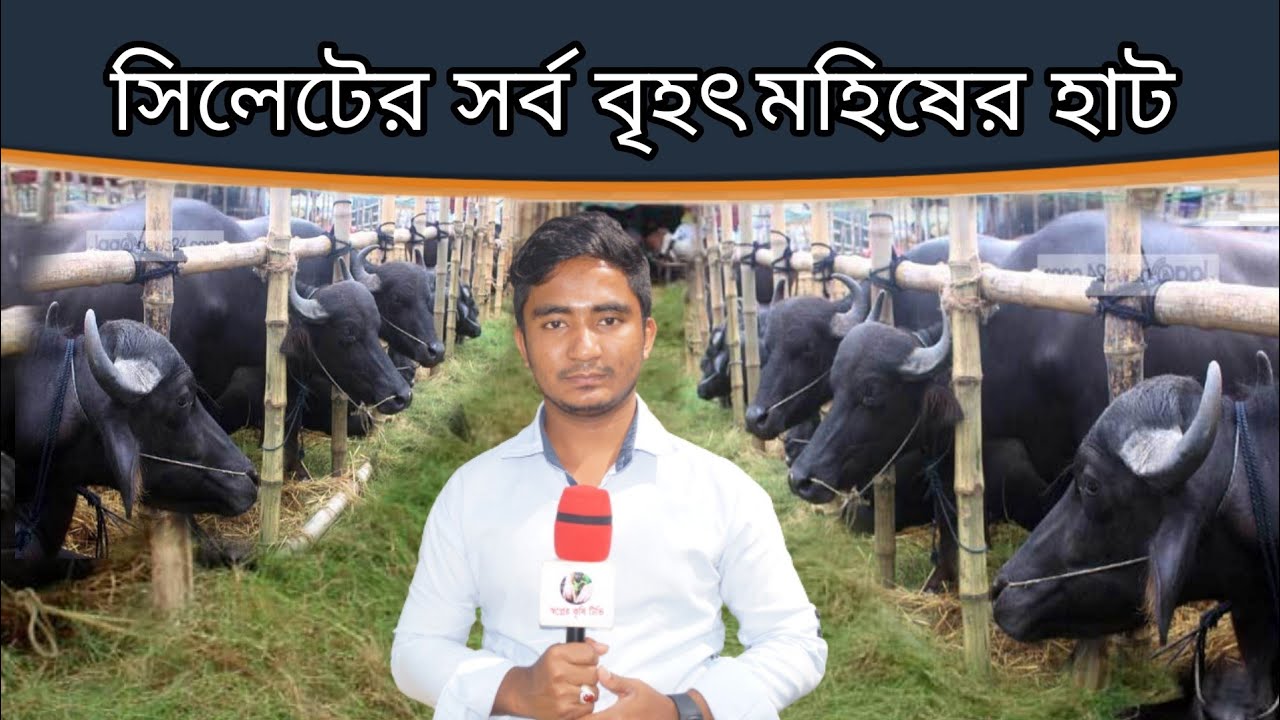 সিলেটের সর্ব বৃহৎ মহিষের হাট কালীগঞ্জ থেকে মহিষ কিনুন সস্থা দামে।