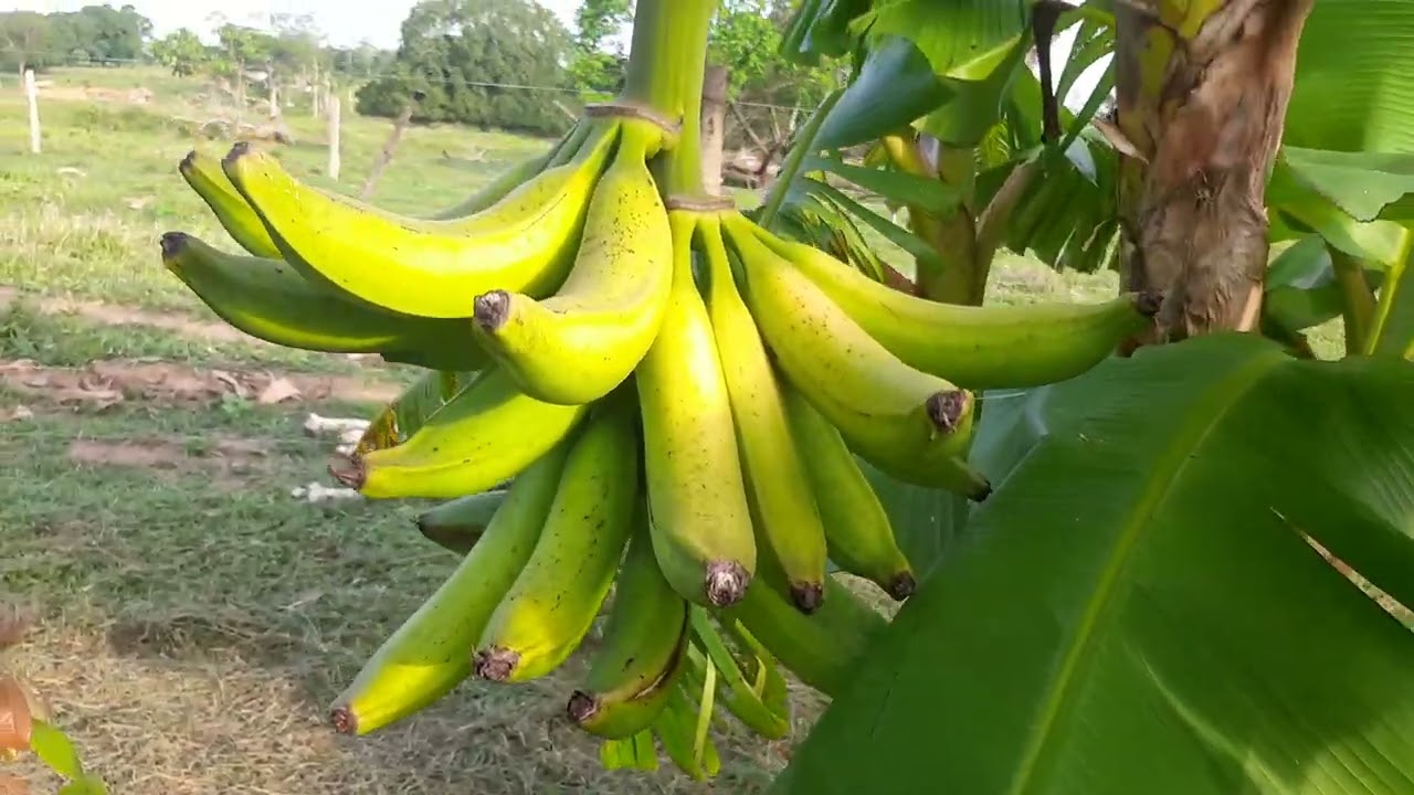 Pitayas 4M&V: primeiro cacho da banana BRS TERRA ANÃ no ponto + limpeza do pomar.