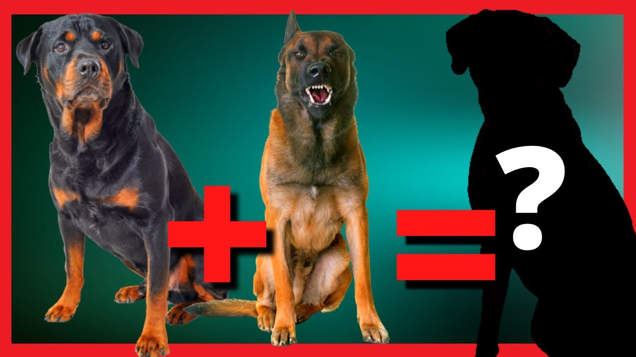 TOP 10 Cachorros mestiços de Rottweiler que você precisa conhecer [Rottweiler com Pitbull, Boxer...]