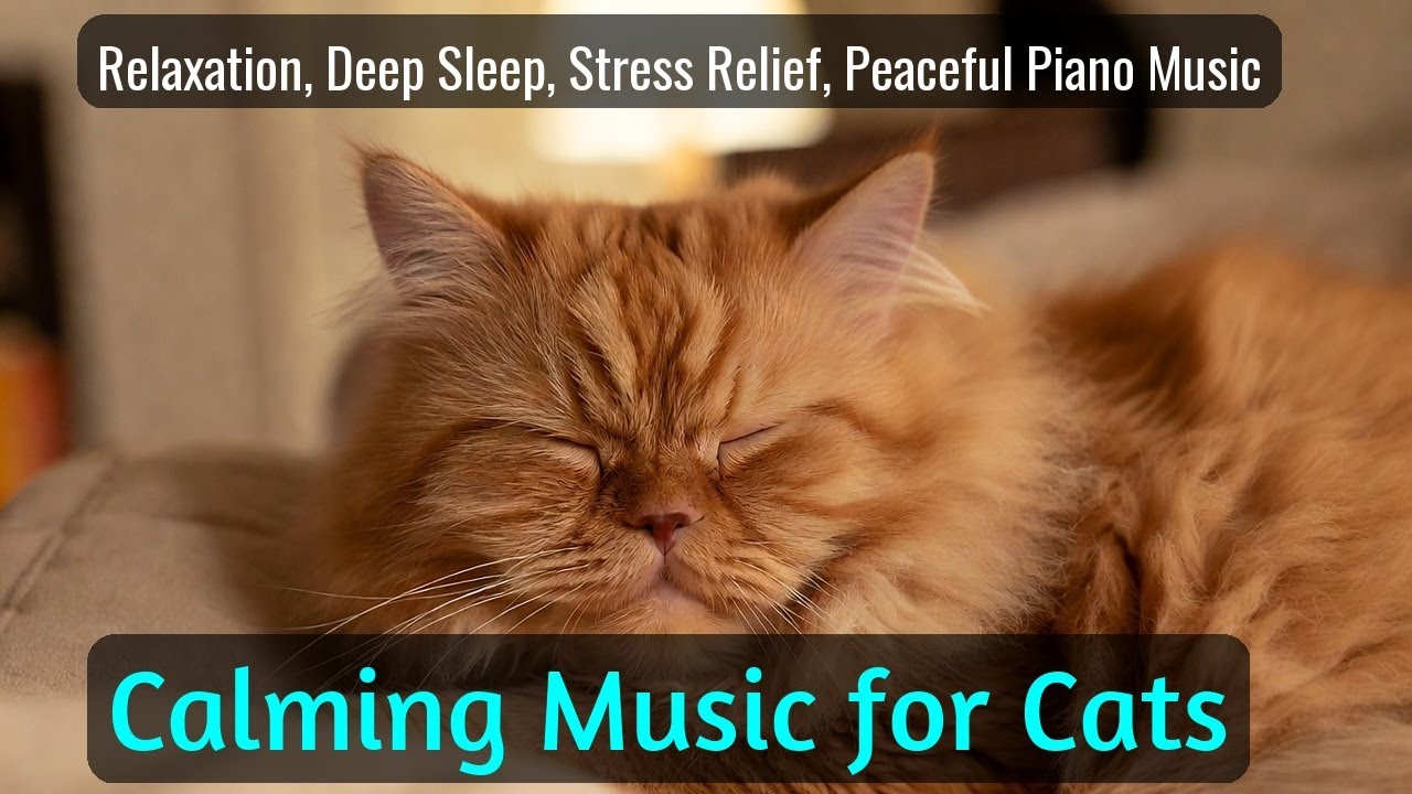 LIVE Cute Kitten Nap Time for Stress Relief 💤 | Season 61