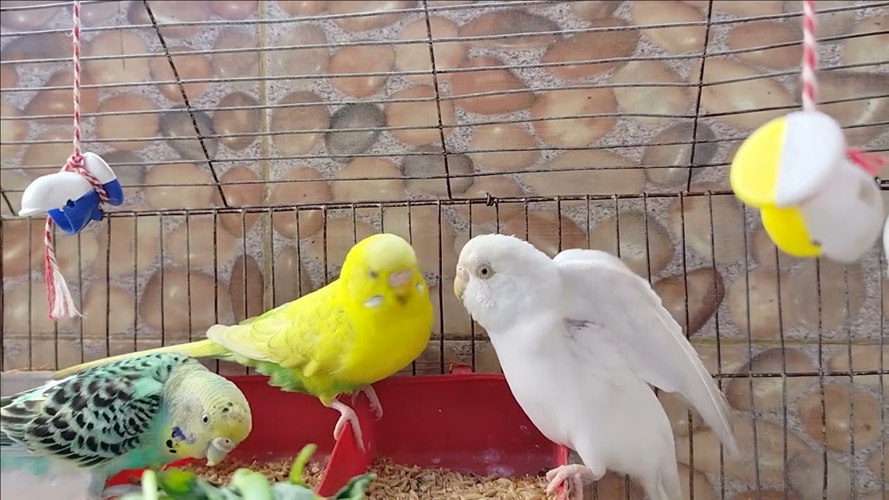 Budgies Life 39