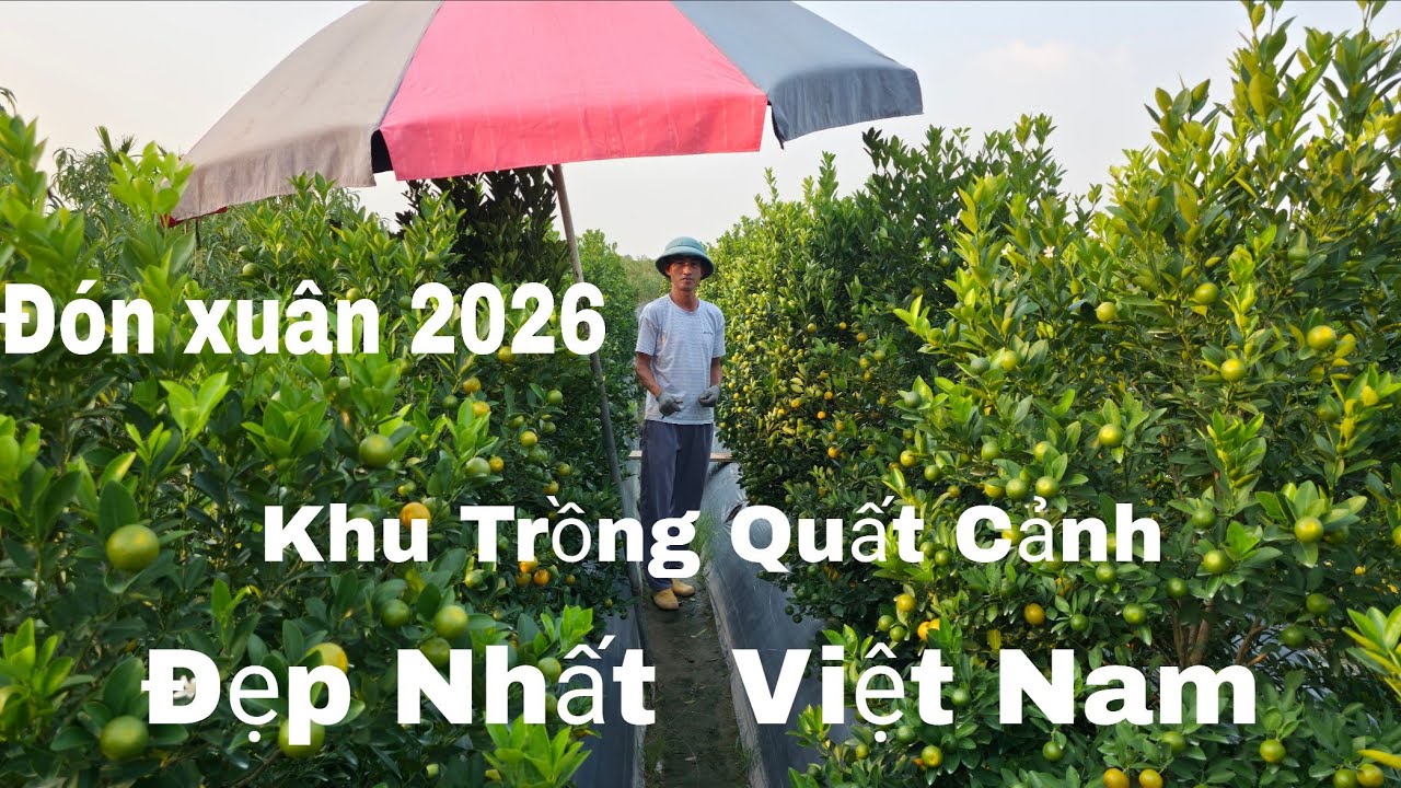 Quất Cảnh 2025 Đẹp Nhất Vùng