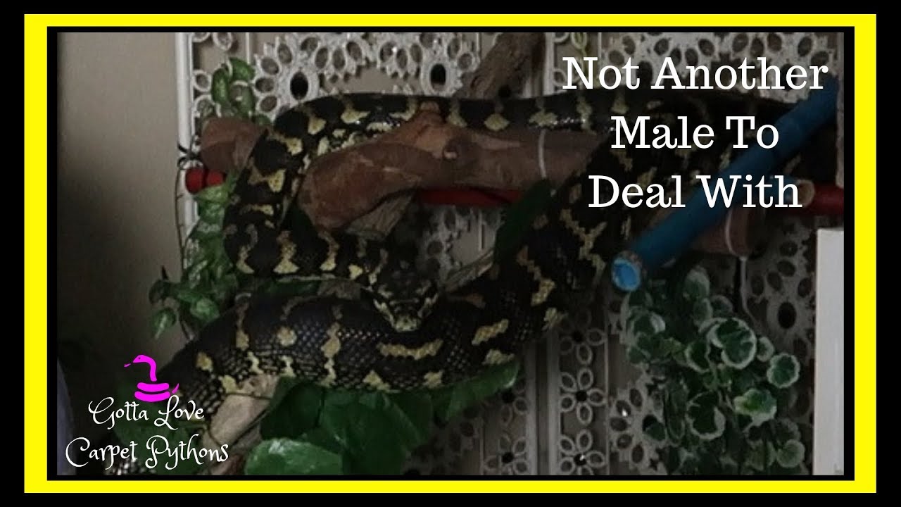 Lily My Female Jungle Carpet Python Has Two Males After Her