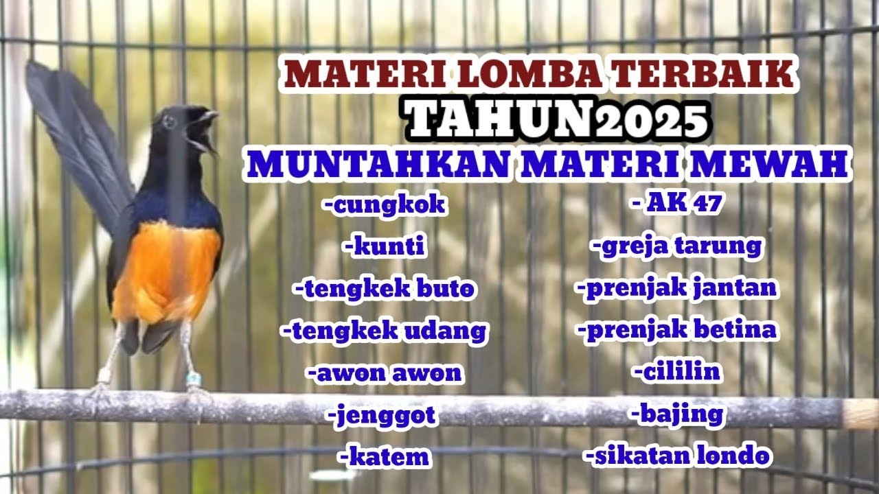MATERI TERBAIK DI TAHUN 2026#masteranmuraibatufullisian #kicaumania #masteranjernih