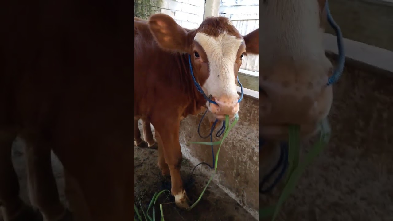 Bakalan betina calon indukan super #sapi #sapikurbanterbaik #sapilucu #funny #sapimoo