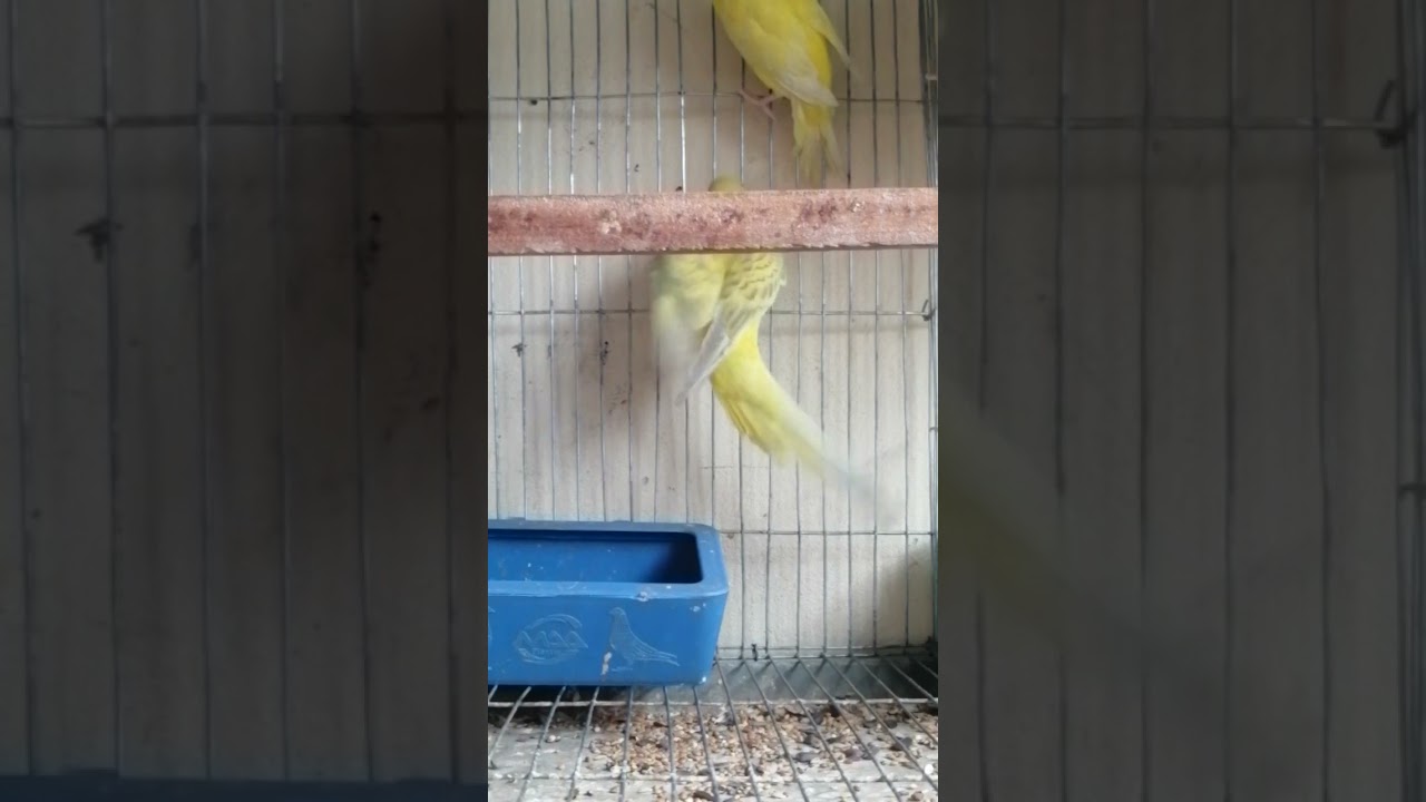 #bird