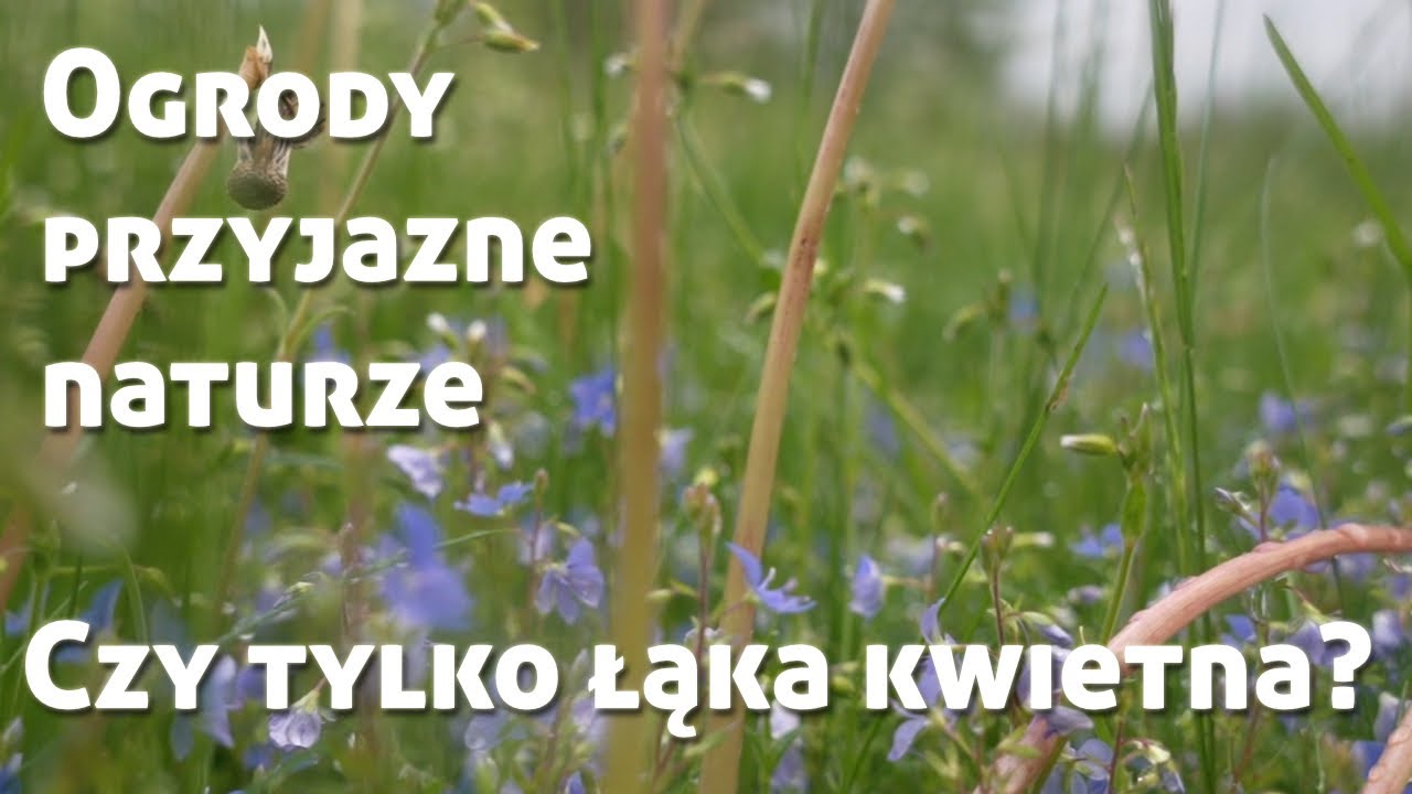 Ogrody przyjazne naturze | Czy tylko łąka kwietna?