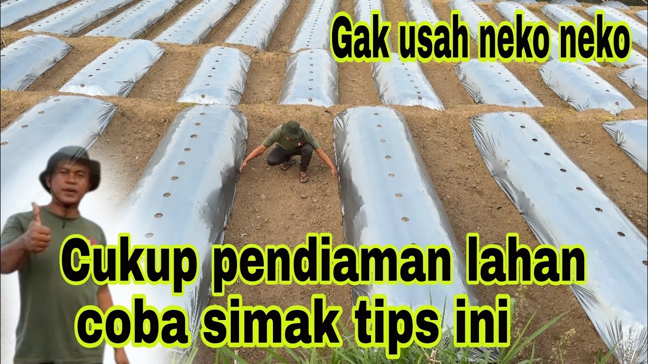 Tips persiapan tanam cabai irit dan bagus