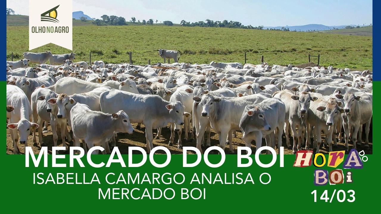 HORA DO BOI 14/03 - ISABELLA CAMARGO ANALISA O MERCADO BOI