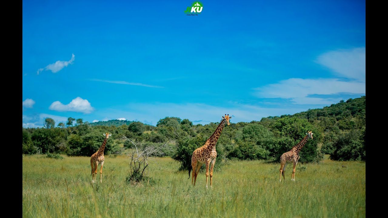AKAGERA GAME DRIVE TRIP