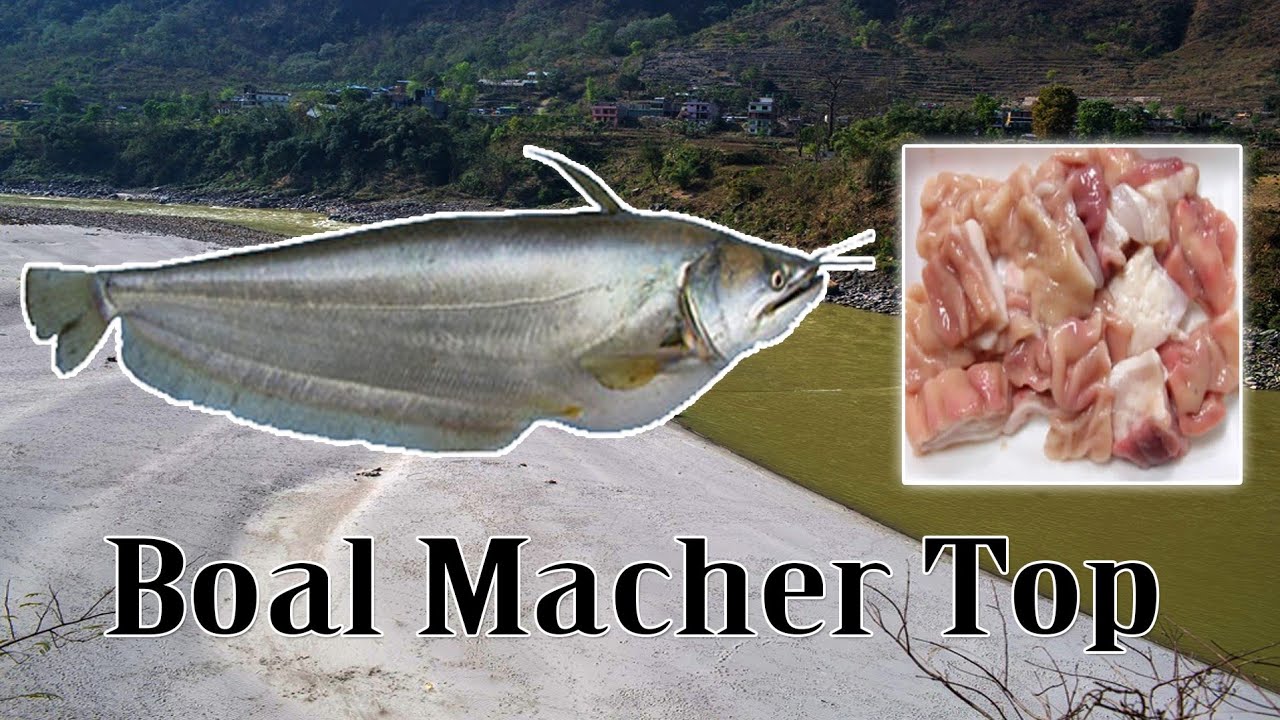 Boal Fish Top