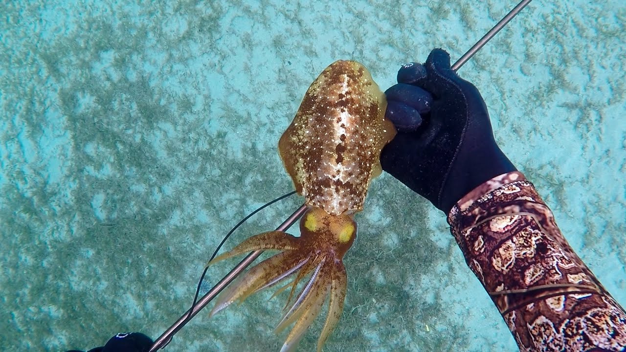 CSM Martinique  - Ep7 - Calamars / Langouste / Tarpons
