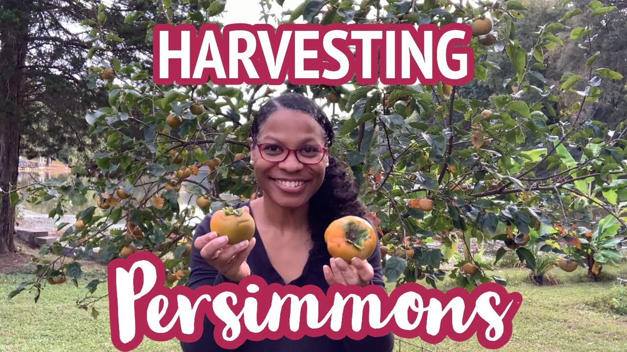 Harvesting and Dehydrating Jiro Persimmons: An abundant and healthy snack