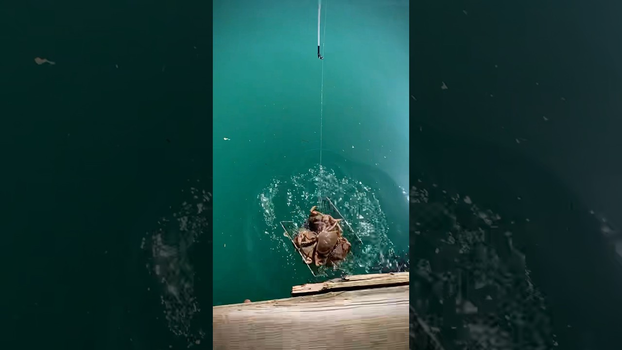 So many crab in one tiny trap!! #shorts