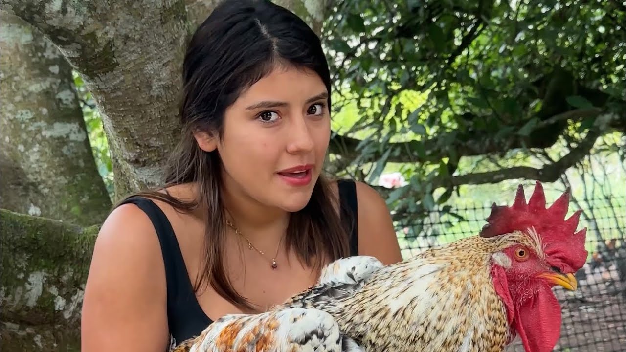 Compr&eacute; Pollos Gigantes 🐓~ Saida ZC ~ 💚