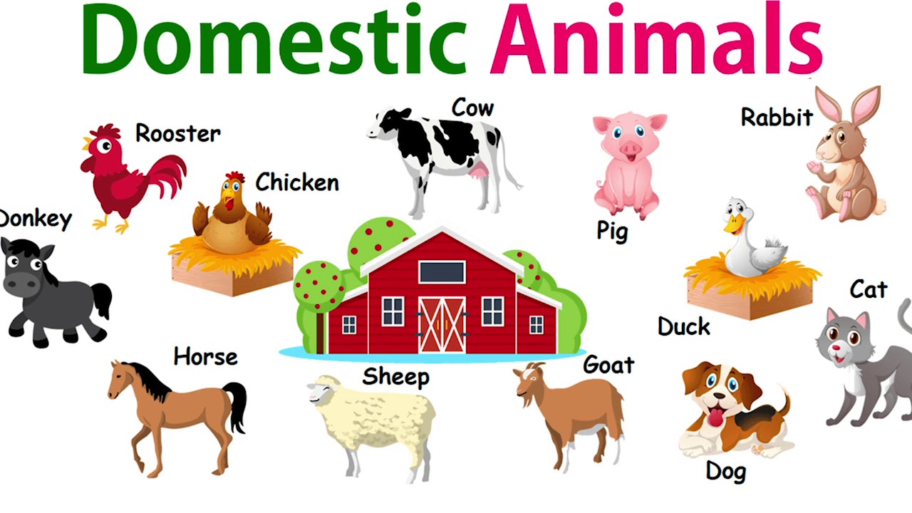 Science - Grade 1: Caring for Animals