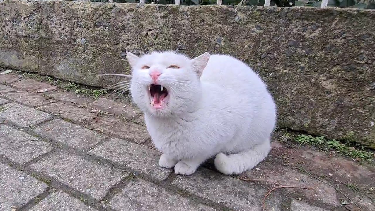 The Angry White Cat is Very Cruel to Other Cats.
