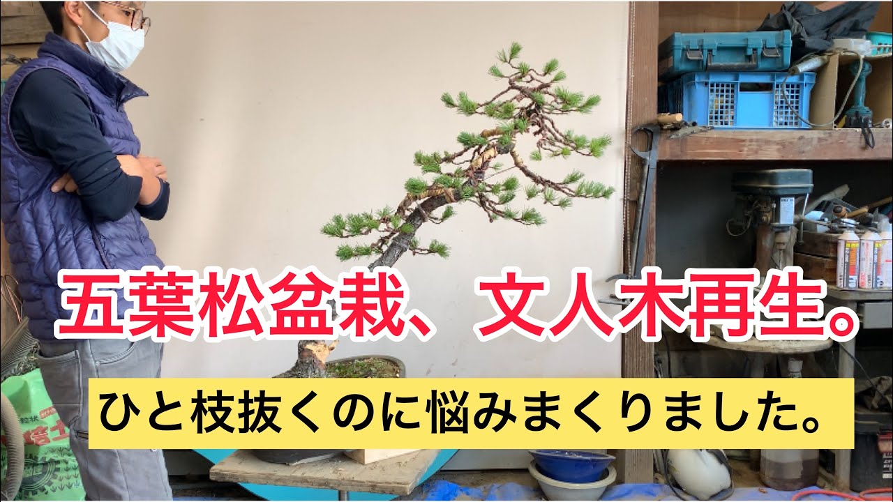盆栽　五葉松　文人木　ガレて間延びした木の再生。