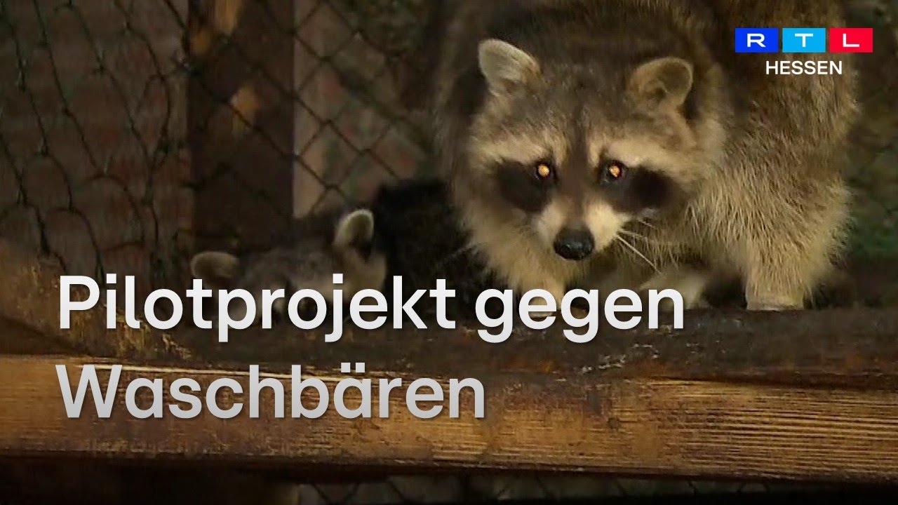 Waschb&auml;ren in Kassel: Wenn s&uuml;&szlig;e Tiere zum Problem werden