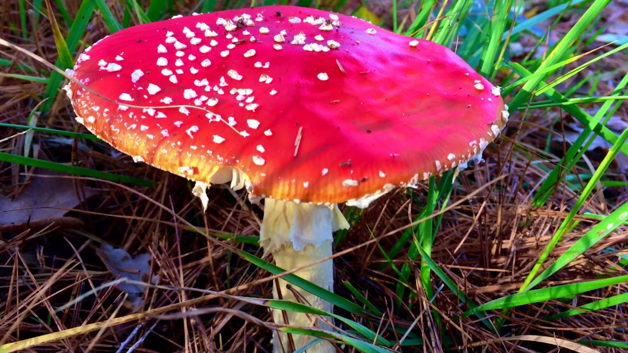 Herfst wandeling in Gemert