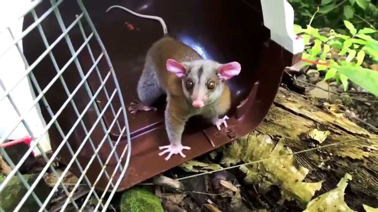 When Animals Get Freed For The Very First Time