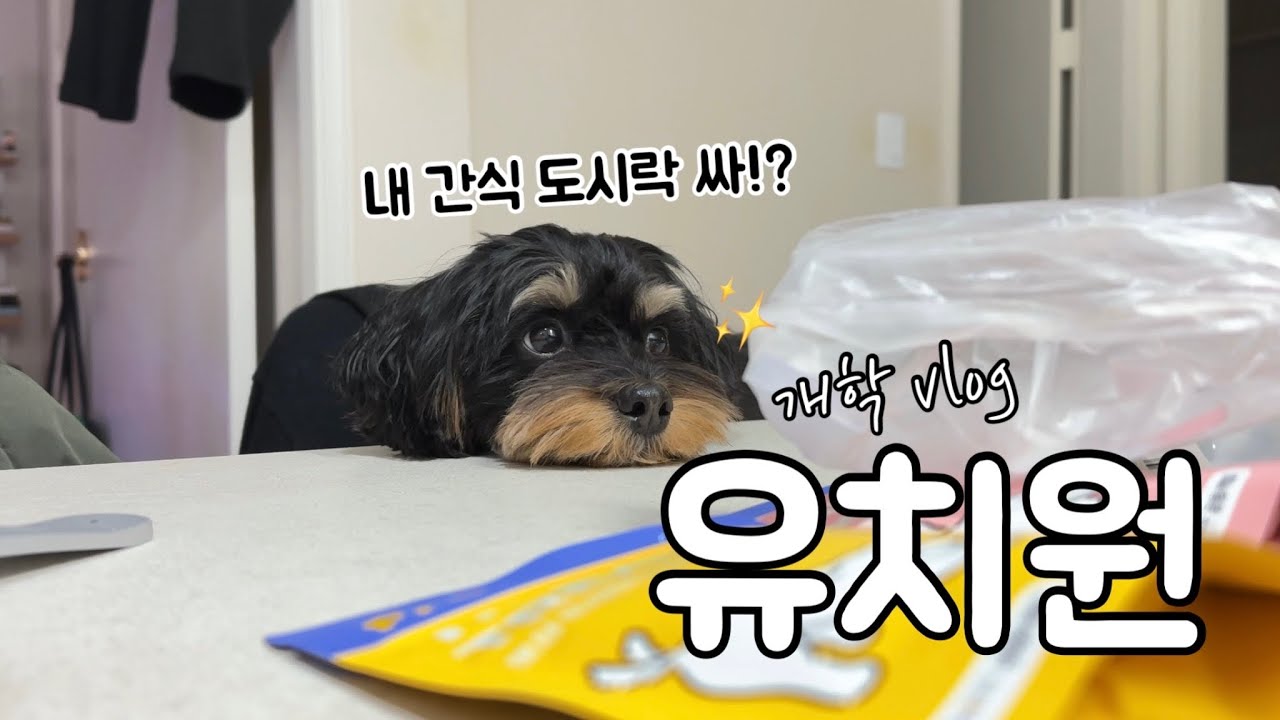 개학! 간식 도시락 싸서 낼 유치원 가요🐶🎒멍치원 브이로그