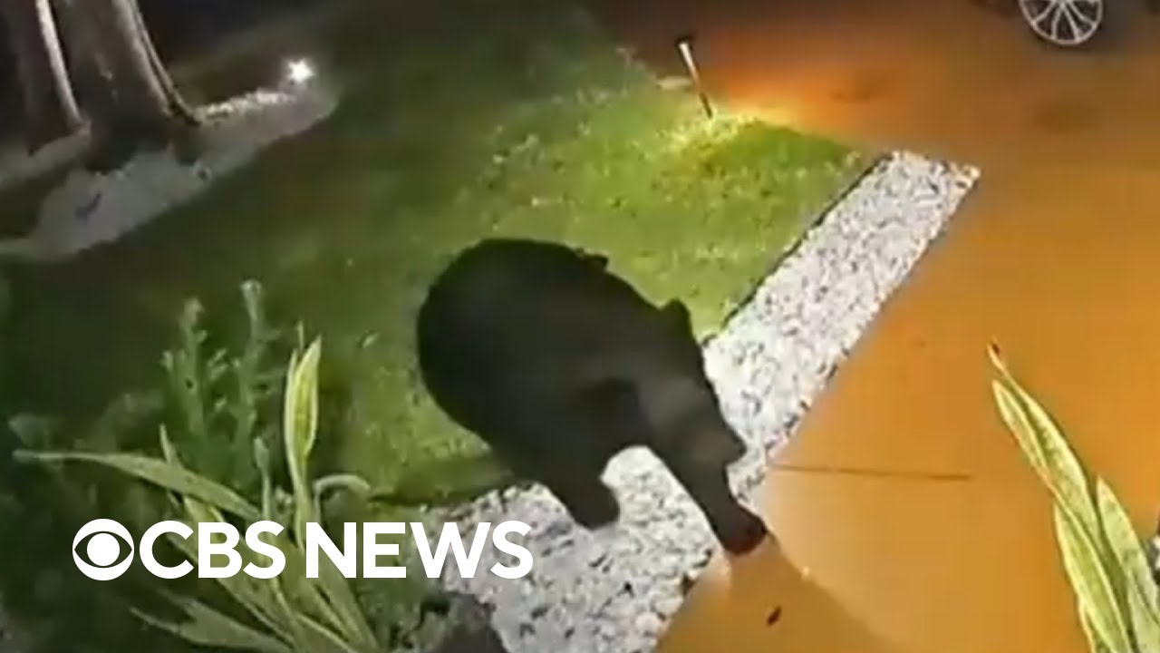 Bear steals $45 Taco Bell order from Florida family's porch after Uber Eats delivery