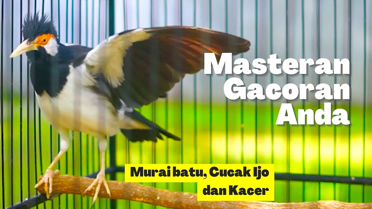 Jalak Suren Gacor Full Isian Efekti Dijadikan Masteran Burung Ocehan Kacer, Cucak Ijo dan Murai Batu