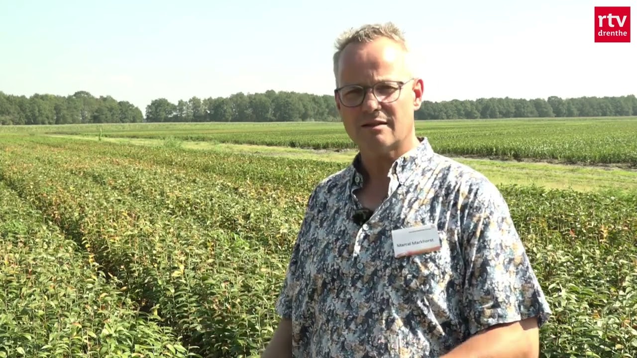 Heeft de biologische lelieteelt een toekomst?