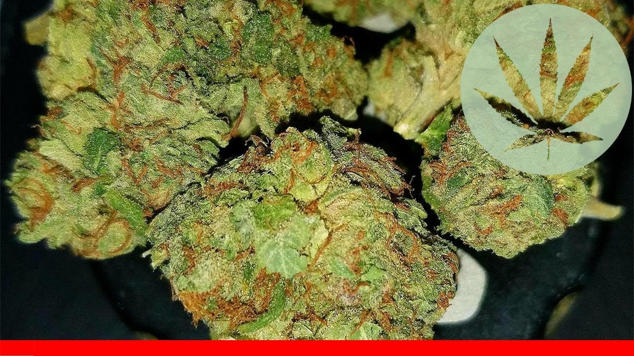 Chemo - All About This Strain